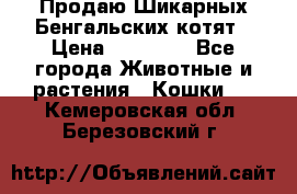 Продаю Шикарных Бенгальских котят › Цена ­ 17 000 - Все города Животные и растения » Кошки   . Кемеровская обл.,Березовский г.